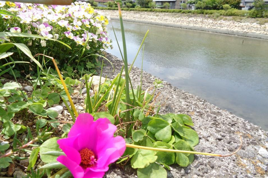 江ノ口川