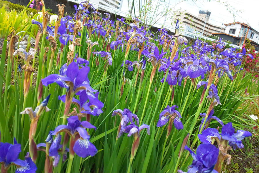 鏡川の土手には菖蒲が咲き誇る