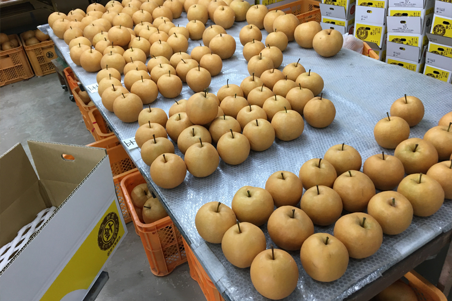 至高の和梨「まるはり」